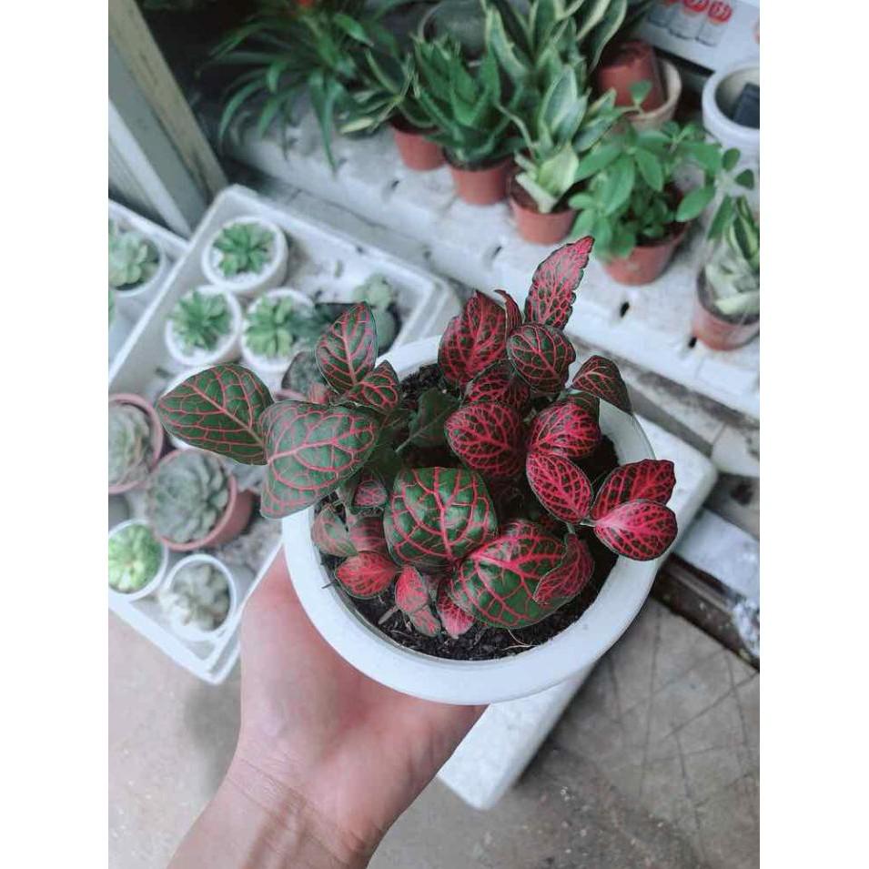 Chậu cây cẩm nhung Bán Chạy