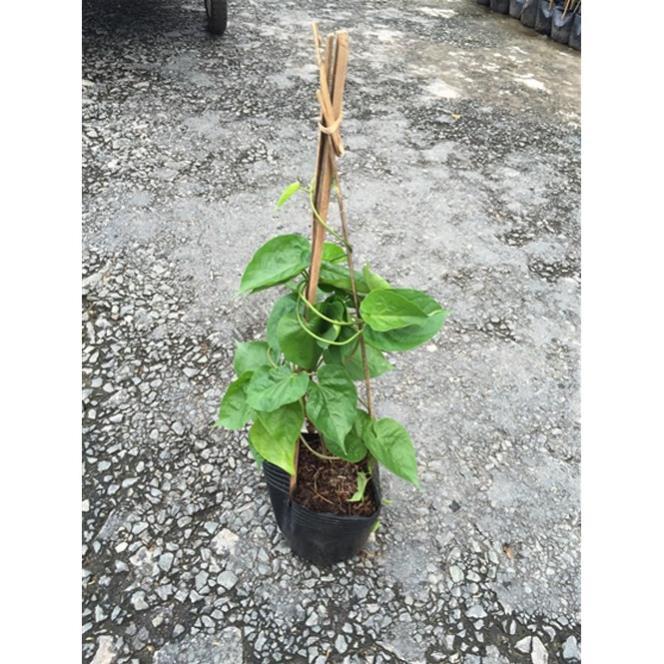 Chậu cây giống hoa thiên lý + Tặng 01 cây dâu da đất