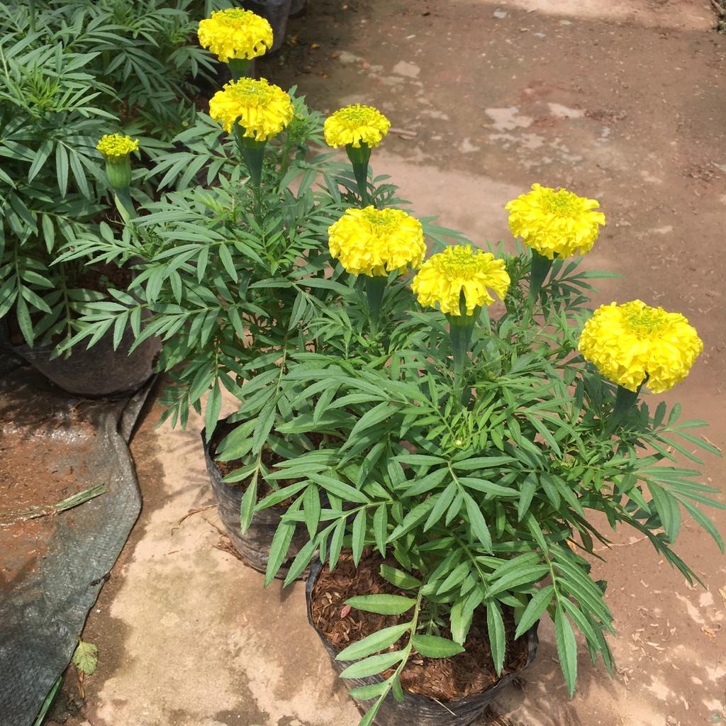 Cây Hoa Cúc Vạn Thọ Vàng,Thơm Dịu Nhẹ,Hoa Bền
