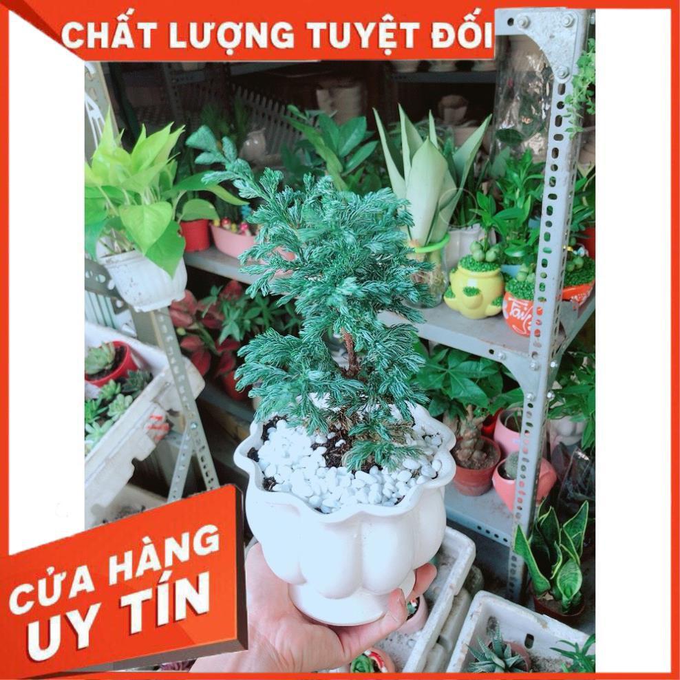 Cây Tùng Tuyết Hay Tùng Bạc Tuyết Tùng