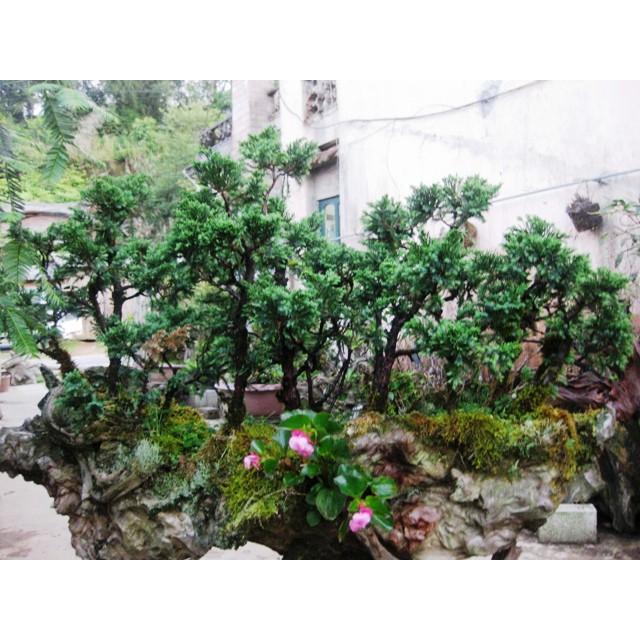 CHẬU CÂY TÙNG XÀ SIÊU ĐẸP
