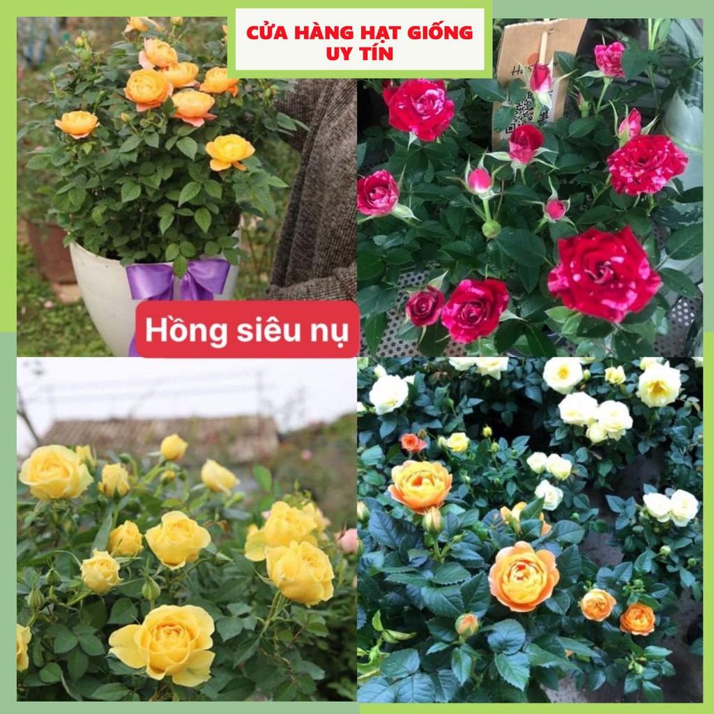 Hạt Giống Hồng Siêu Nụ F1 Mix nhiều màu sắc hoa Nở Siêu Đẹp & Dễ Trồng