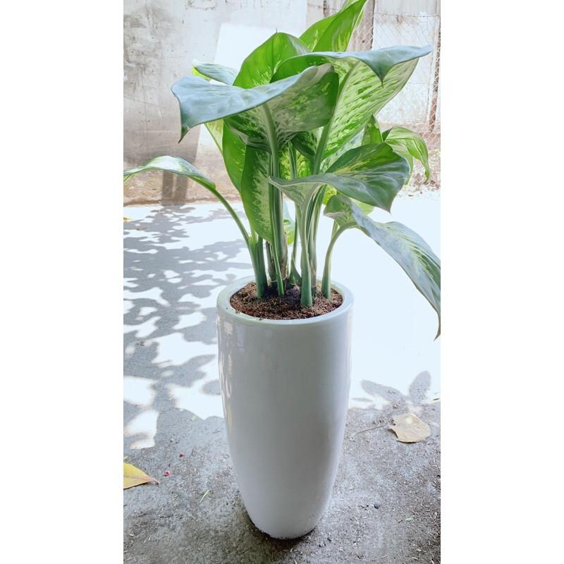 Chậu Cây Vạn Niên Thanh