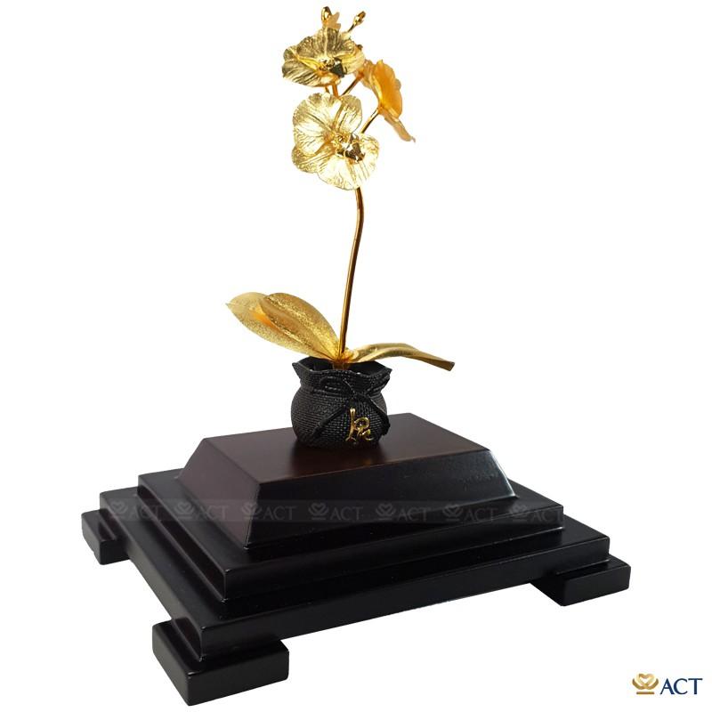 CHẬU LAN HỒ ĐIỆP 1 CÀNH
