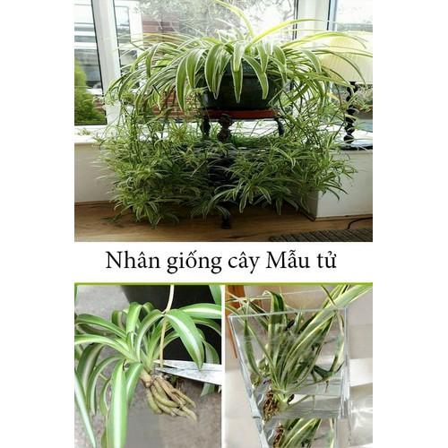 CHẬU CÂY CẢNH LAN CHI ĐẸP NHÀ, VƯỢNG KHÍ CHO GIA CHỦ - NCCGCCLCG