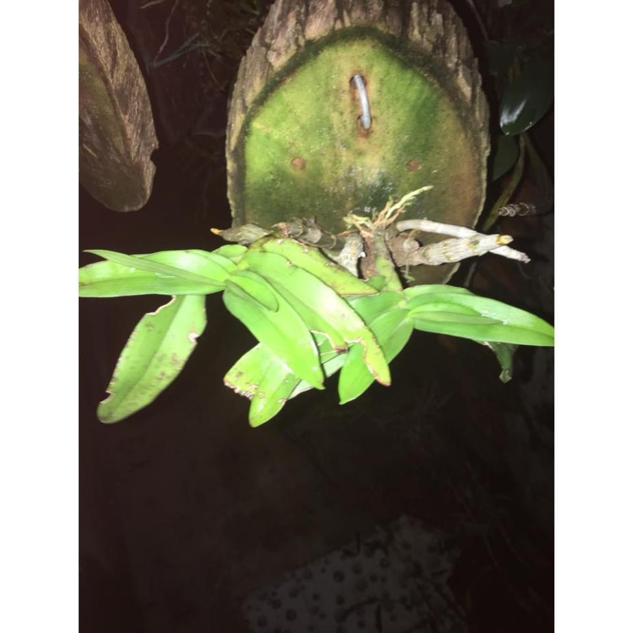 Sản Phẩm Hoa lan Hoàng Thảo Trầm 6 cánh