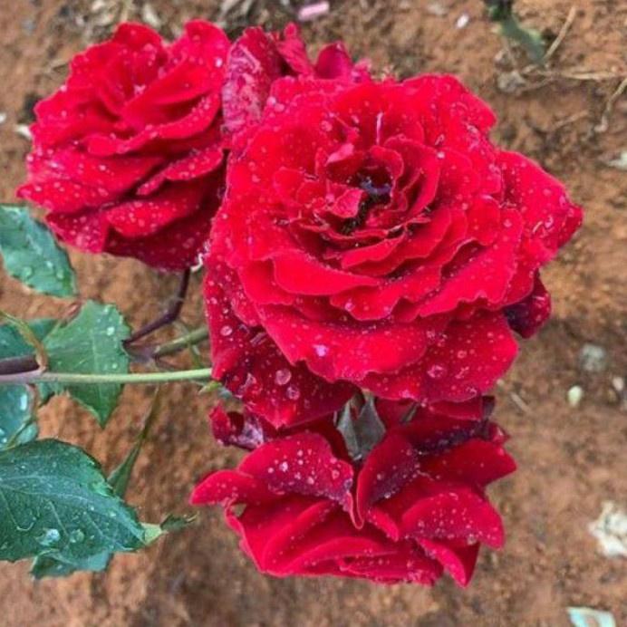 Hoa hồng leo đỏ nhung cổ Sơn La được nhiều người ưa chuộng - cây giống rễ trần