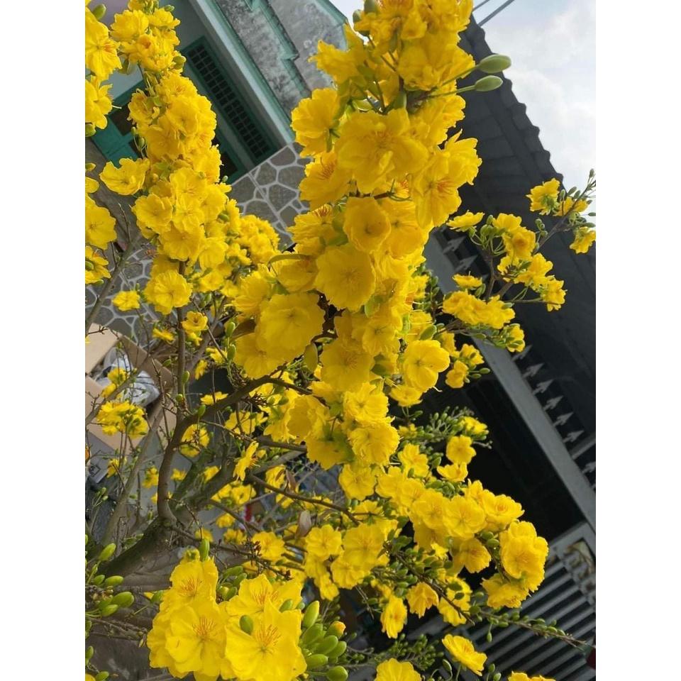 Cây giống Mai Cúc 2 Tầng