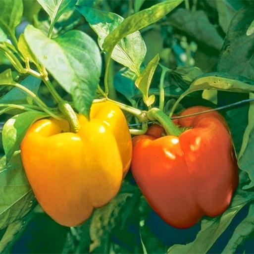 Hạt giống ớt chuông mix nhiều màu, đóng gói 5 hạt