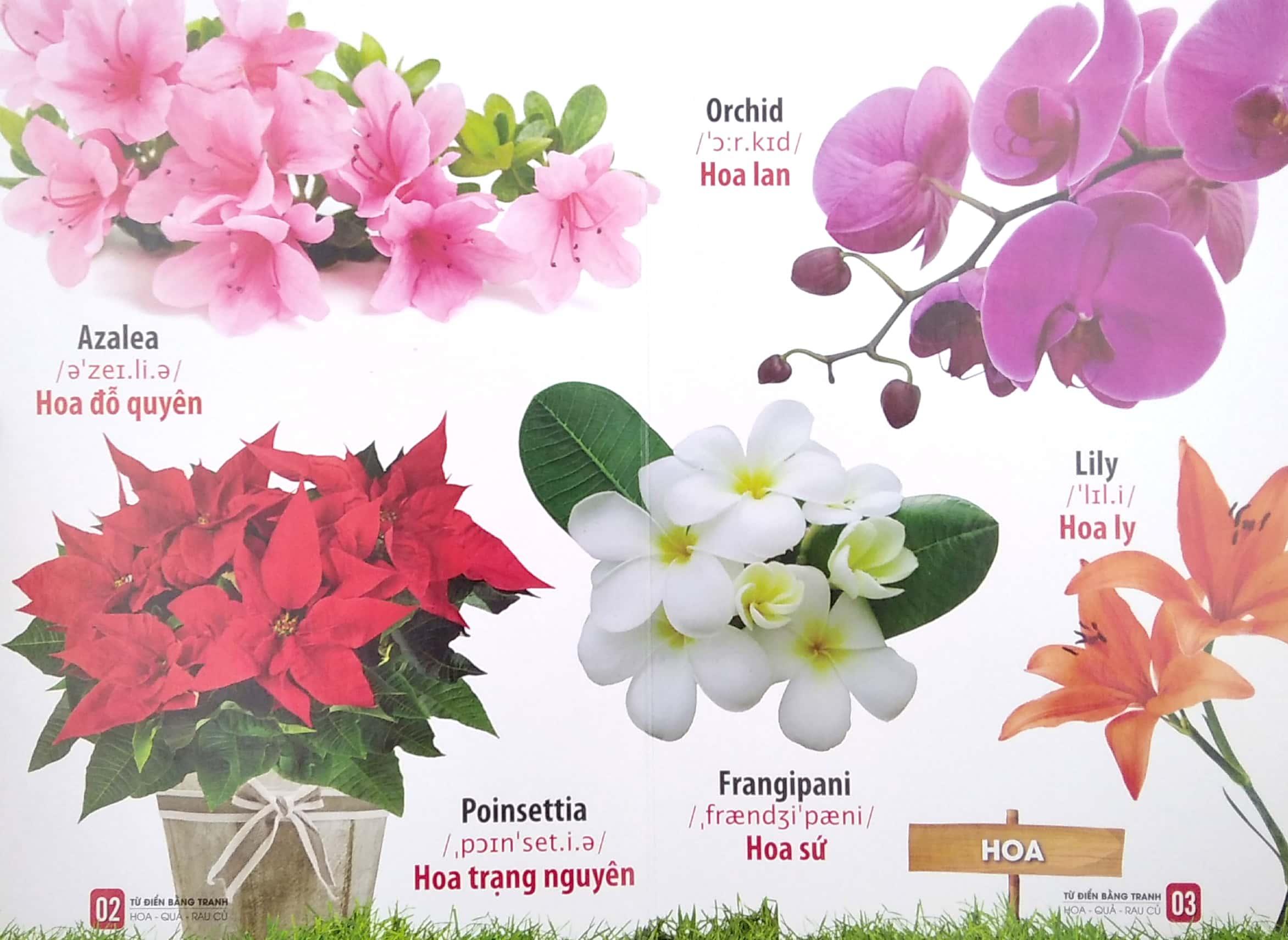 Bộ Sách Từ Điển Bằng Tranh: Hoa, Quả, Rau Củ - Chữ Cái Và Số Đếm - Phương Tiện Giao Thông