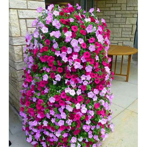 DẠ YẾN THẢO THƠM RỦ F1,