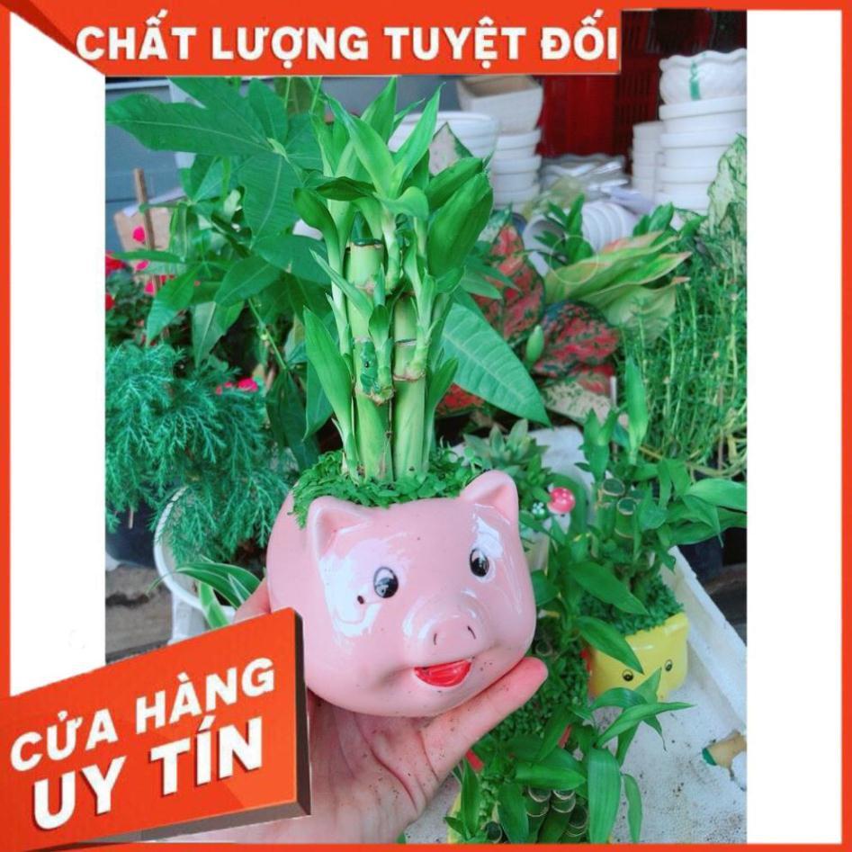 Cây chúc phát tài hình heo hồng