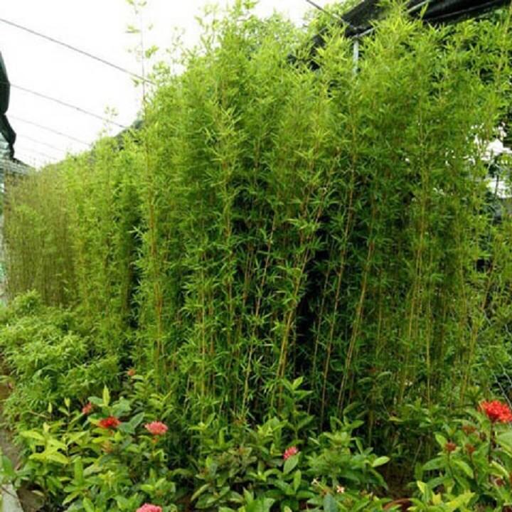 1 BỤI CÂY GIỐNG TRÚC QUÂN TỬ,CAO 2M,CAM KẾT GIỐNG CHUẨN LOẠI 1