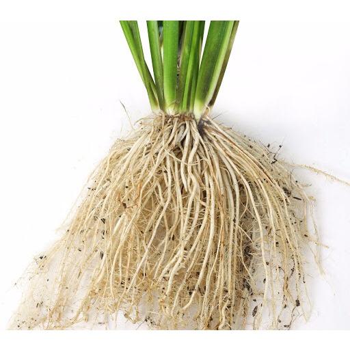 Phân bón Siêu lân-Kích rễ 25g. Ra rễ cực mạnh, chống nghẹt rễ, thối rễ