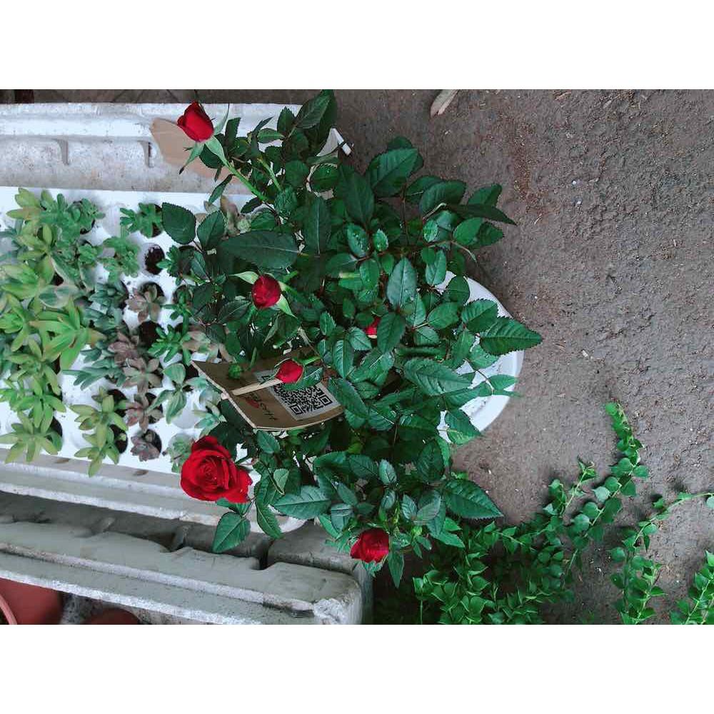 Chậu cây hoa hồng Bán Chạy