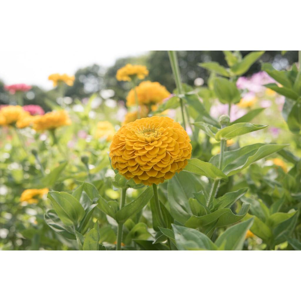 Hạt Giống Hoa Cúc Lá Nhám Vàng Chanh