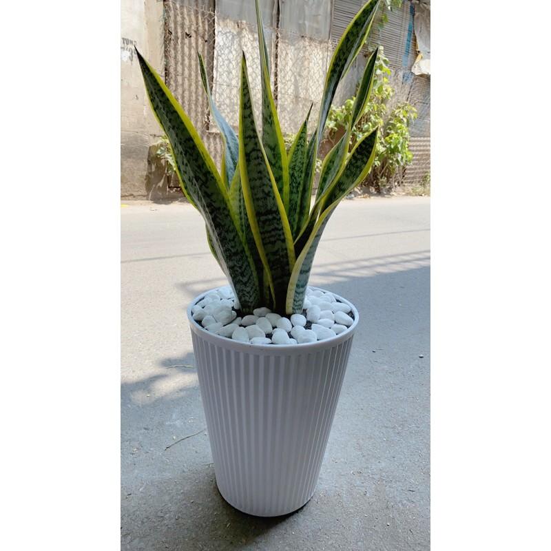 Cây Lưỡi Hồ Cao Kèm Chậu