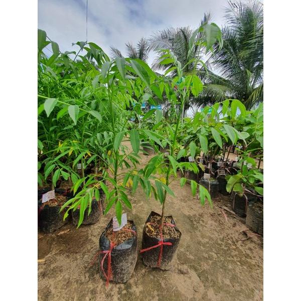 Cây giống cóc thái
