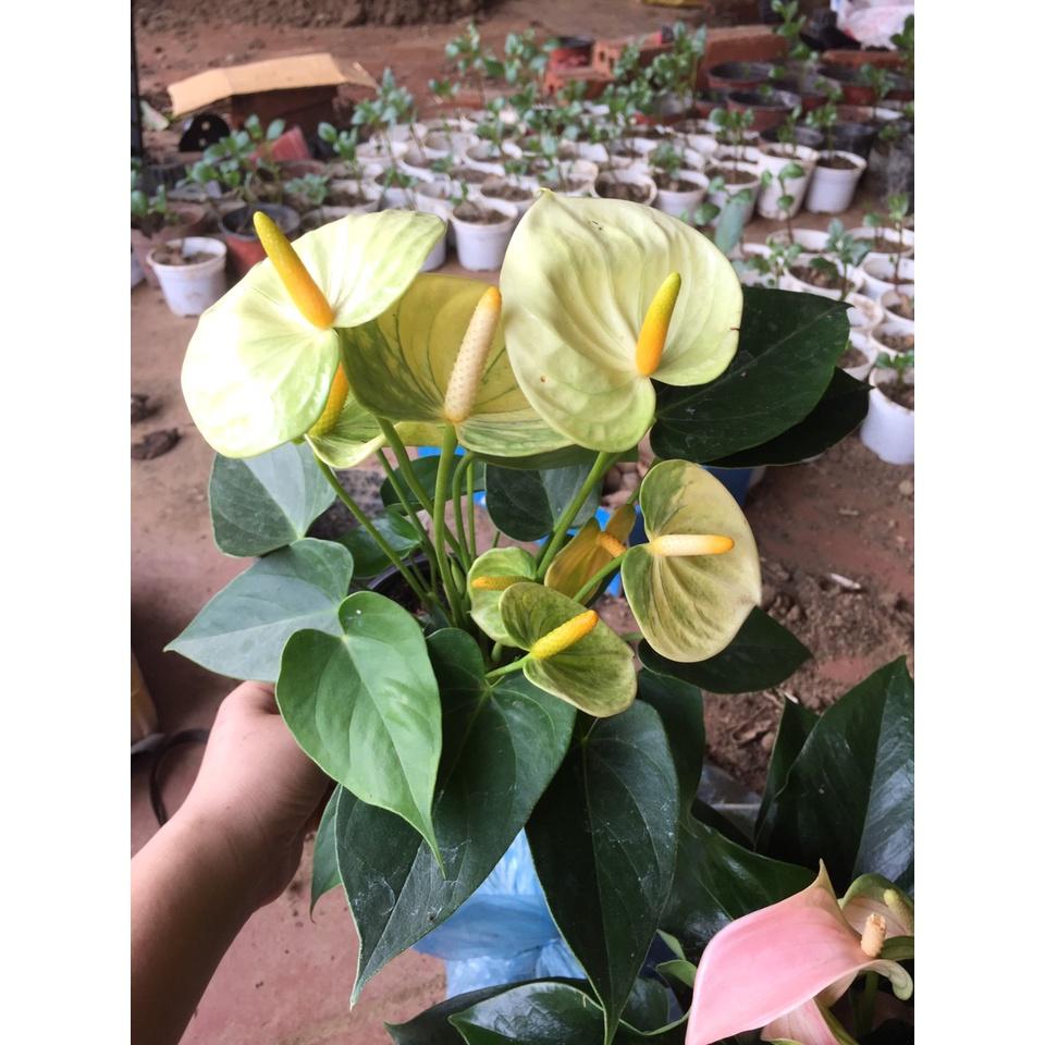 Hồng môn MÀU VÀNG - cây phong thủy để bàn