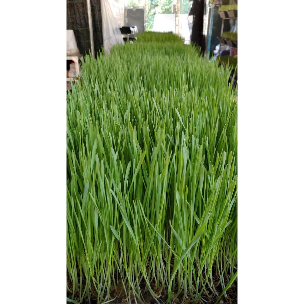 Hạt Giống Cỏ Lúa Mì Dễ Trông, Thơm Ngon Gói 100gr