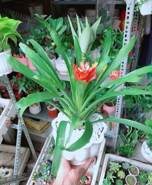 Chậu Phong Lộc Hoa