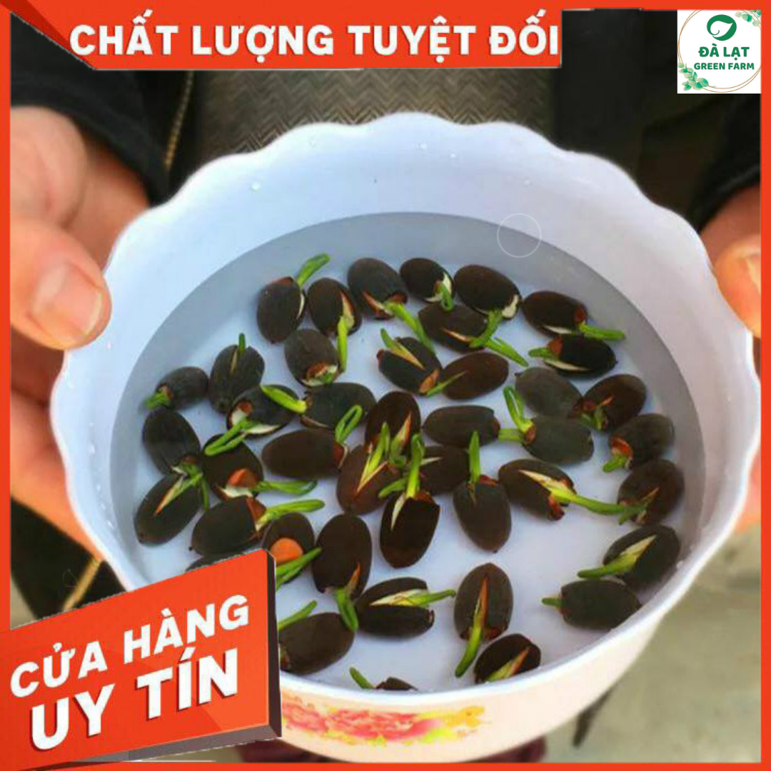 Hạt Giống Sen Mini Nhật - gói 5 hạt