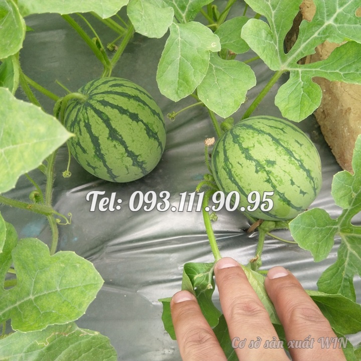 Hạt giống cây dưa hấu táo baby mini Hàn Quốc siêu trái siêu ngọt trồng leo dàn trên ban công - Bịch 10 hạt – Mã số 1263