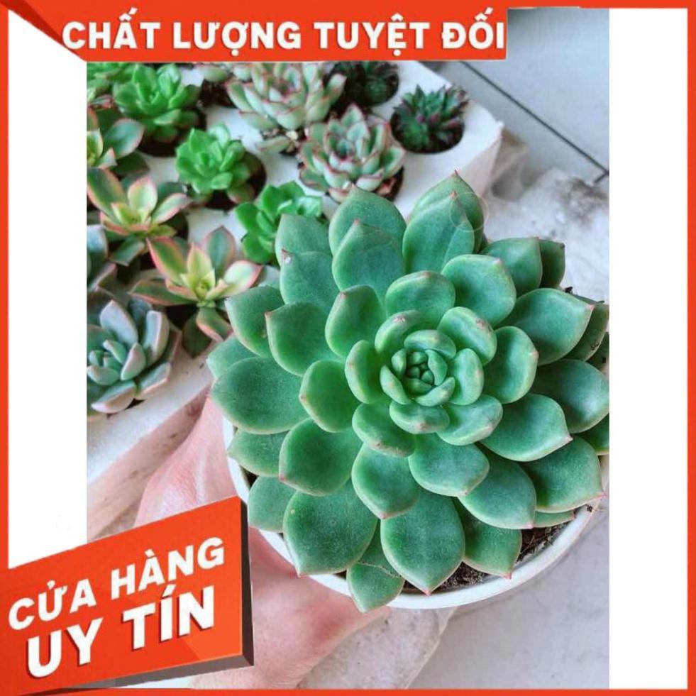 Combo sen đá bánh bao xanh kèm chậu sứ Nhiều Người Mua