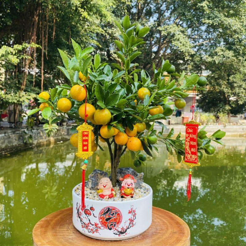 Chậu quất tiểu cảnh tài lộc chưng Tết - cây quất cảnh phối tiểu cảnh tài lộc để bàn