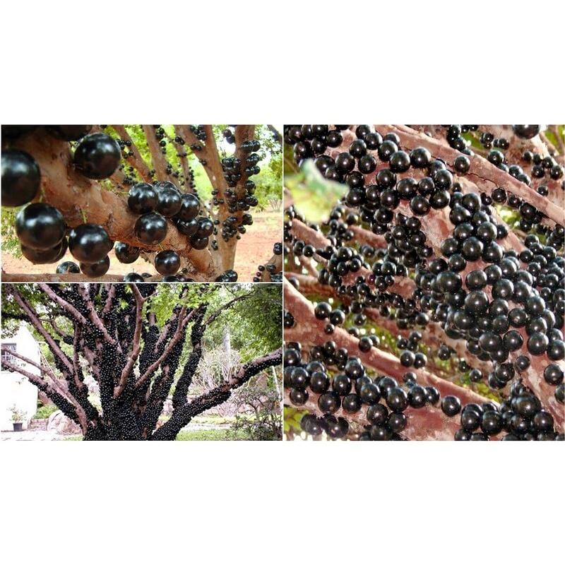 Cây giống nho thân gỗ Tứ Quý Nam Mỹ cao hơn 1m. [  Jabuticaba hay Jaboticaba ] - FREESHIP EXTRA + HOÀN XU EXTRA ]