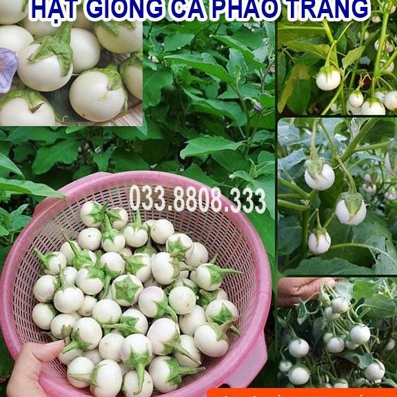 Hạt Giống Cà P.h.á.o Trắng - Tỷ Lệ Nảy Mầm Cao