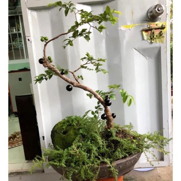 Cây nho thân gỗ tứ quý lá nhỏ chơi bonsai