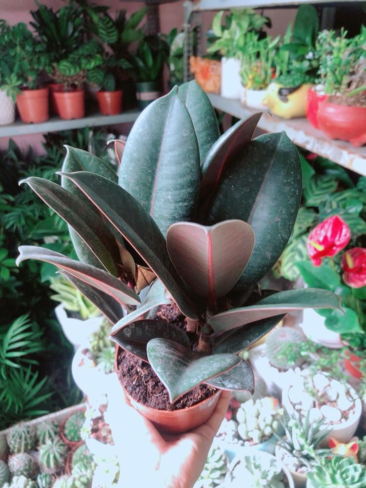 Cây Búp Đa Đỏ