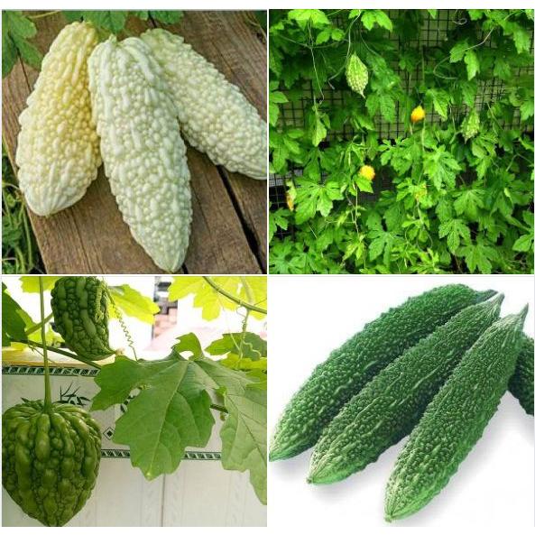 4 Gói Hạt Giống Khổ Qua Các Loại -