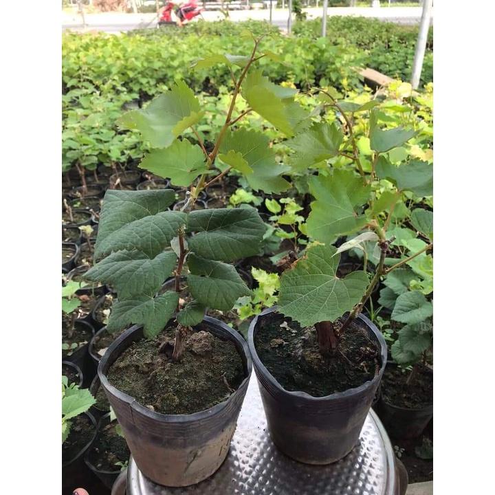 Cây giống Nho Hạ Đen