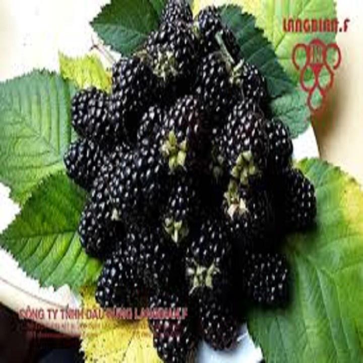 CÂY GIỐNG MÂM XÔI ĐEN (PHÚC BỒN TỬ