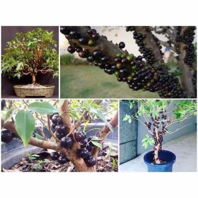 Cây nho thân gỗ tứ quý