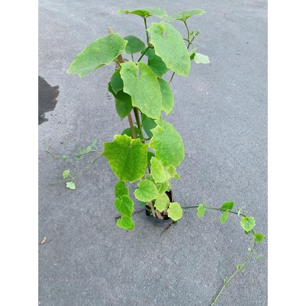 Cây Cát Đằng Lá Nhỏ