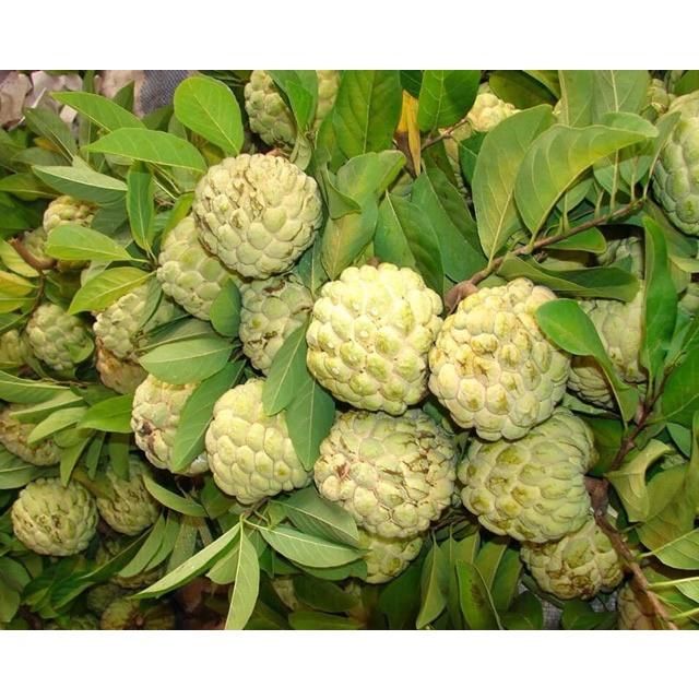 Cây giống na dai nhanh cho quả