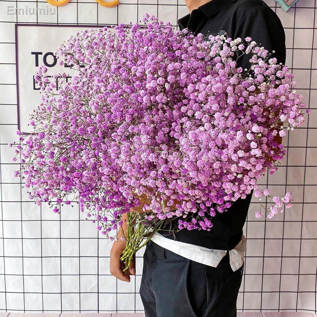 ✸Gypsophila bó hoa khô siêu lớn trang trí nội thất nhà cửa