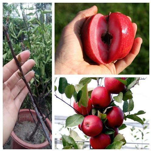 Hạt giống táo đỏ lùn Mỹ - 10 hạt/gói