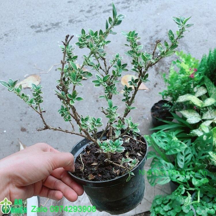 Cây Bạch Tuyết Mai