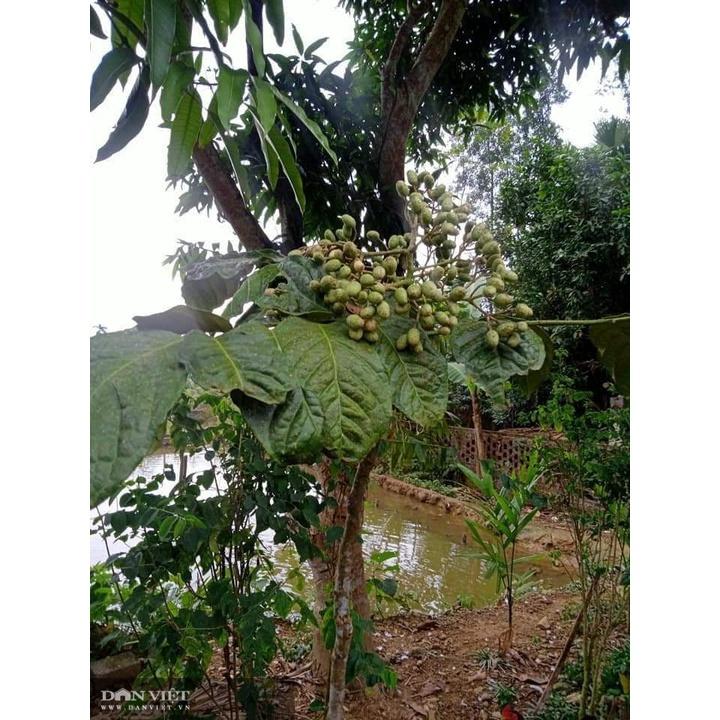 Cây húng vịt, húng rừng, cây chanh chó , cây thái gấu- cây giống