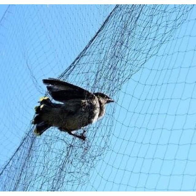 Lưới bẫy chim tàng hình 10m 20m 30m Mắt lưới : 7cm