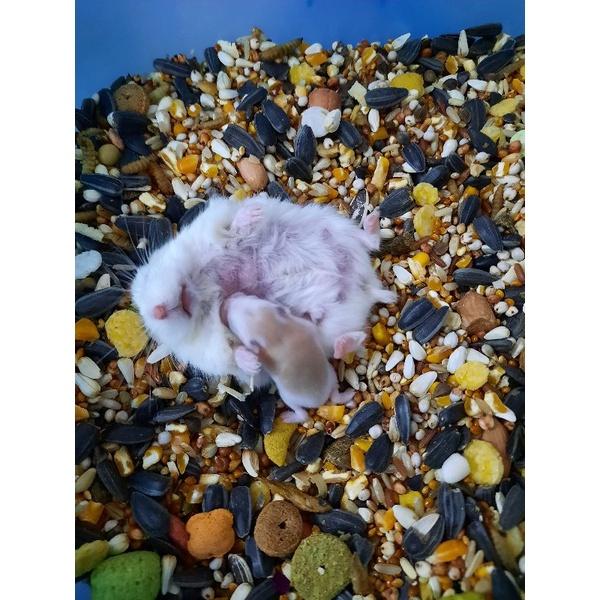 Thức ăn ngũ cốc trộn dành cho hamters