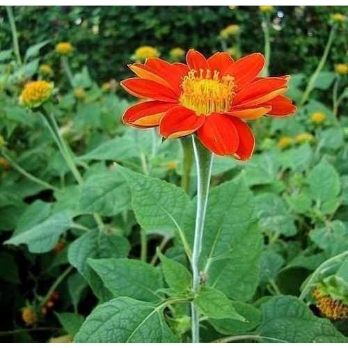 Hạt giống Hoa Hướng Dương đỏ Mexico