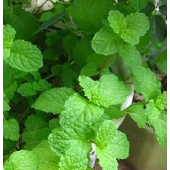 Hạt giống rau húng lũi KNS3219 - Gói 0.1Gram