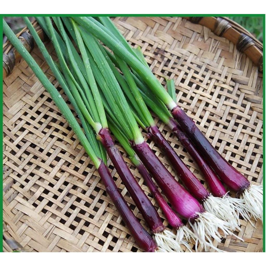 HẠT GIỐNG HÀNH LÁ GỐC TÍM TÚI 1G - TỶ LỆ NẢY MẦM CAO