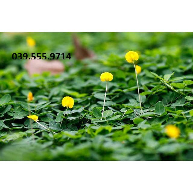 Hạt Cỏ Thảm Lạc Dại 50g - Khoảng 300 hạt