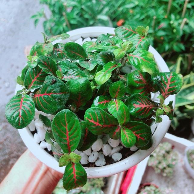 Chậu Cây Cẩm Nhung